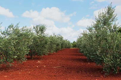 Istrien – das qualitativ hochwertigste Olivenanbaugebiet der Welt