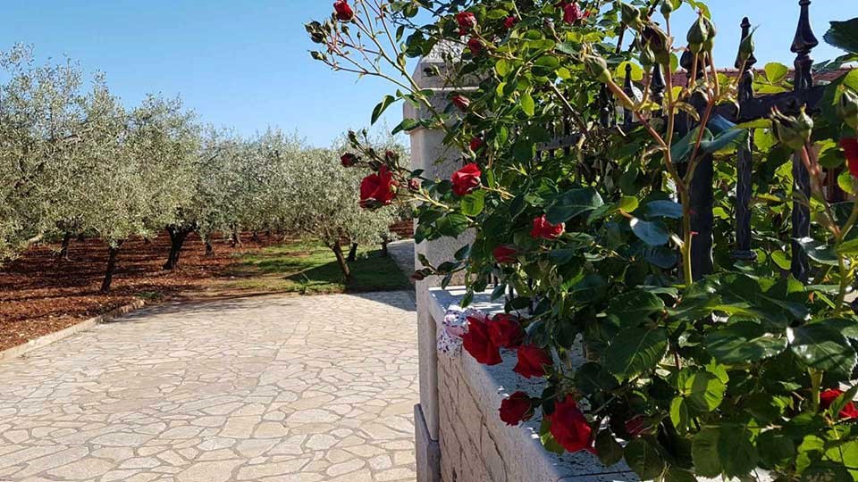 Istrien – das qualitativ hochwertigste Olivenanbaugebiet der Welt