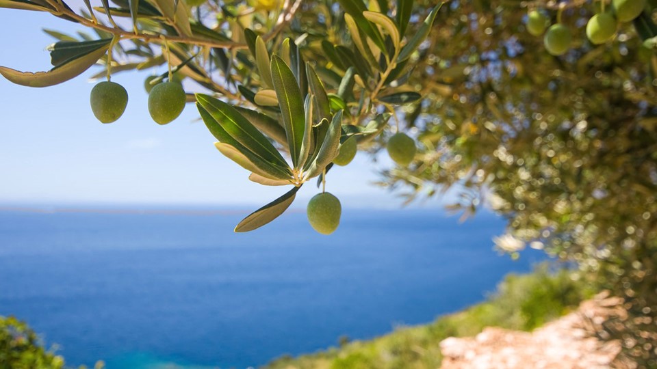 Istria is the highest quality olive oil region in the world