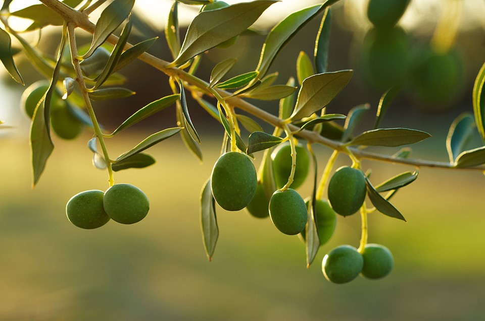 Unsere Olivenhaine